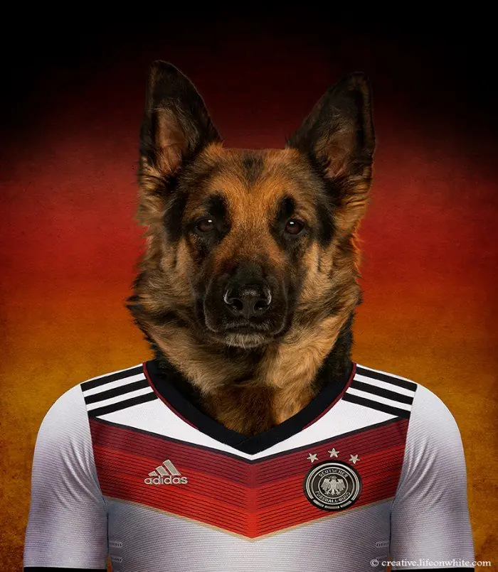Perros