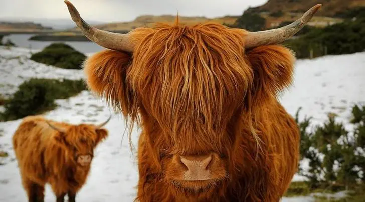 Con los cuernos puestos.