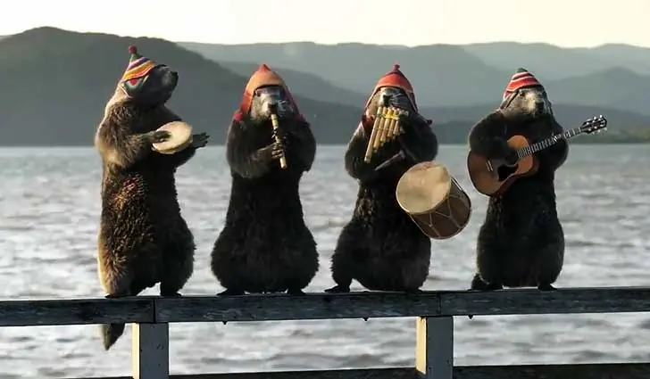 ¿Marmotas tocando música peruana?