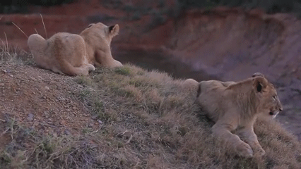 animales graciosos
