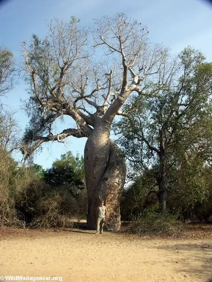 madagascar