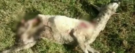 Campesinos denuncian la aparición de un monstruo en Colombia