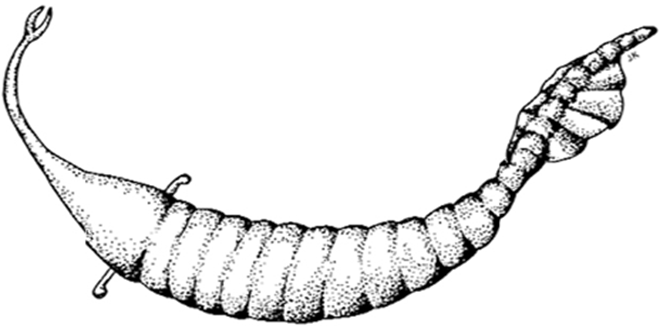 prehistoria