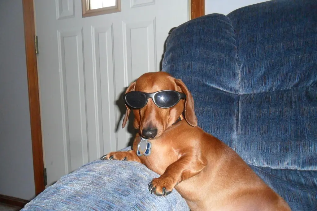 Perros Salchichas