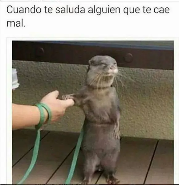 bueno