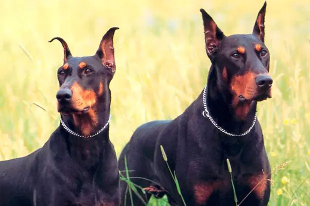 Las 10 razas de perros mas inteligentes