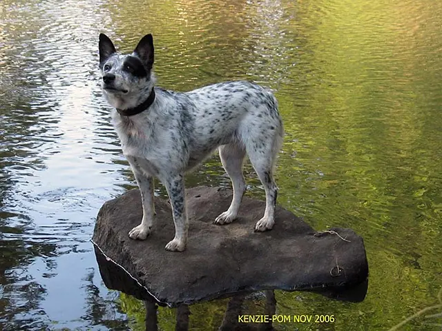 Las 10 razas de perros mas inteligentes