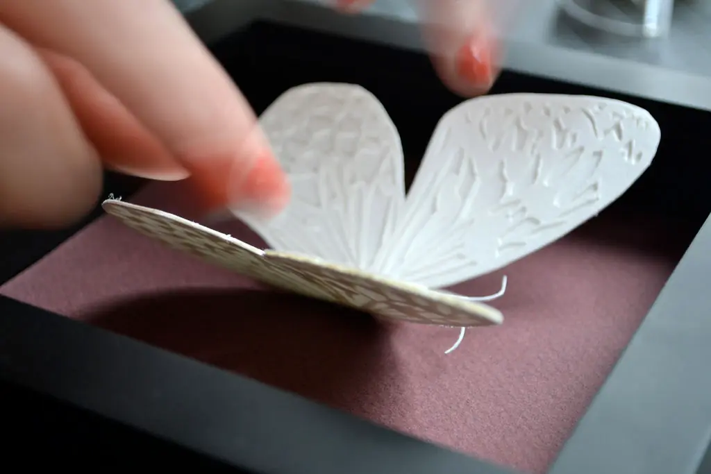 mariposa