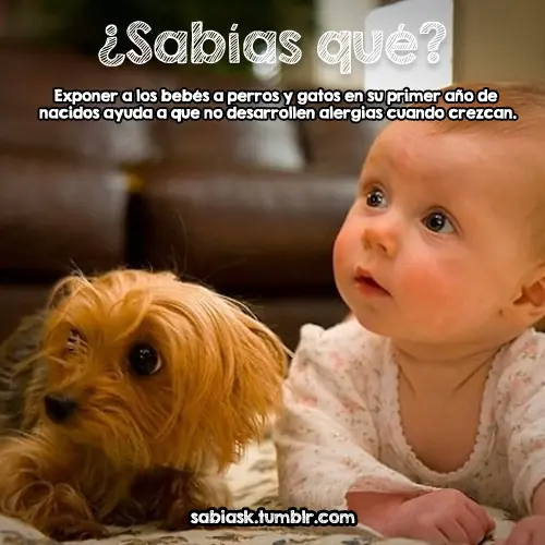 chistoso