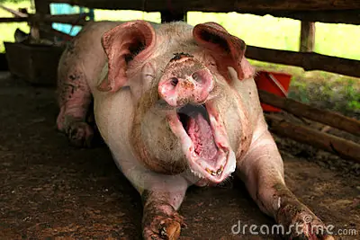 Peppa Pig, yo te banco.