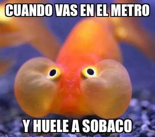 diversion