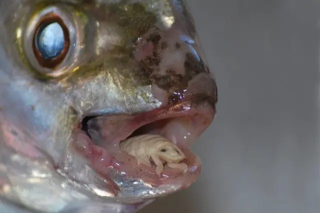 parasito Cymothoa exigua