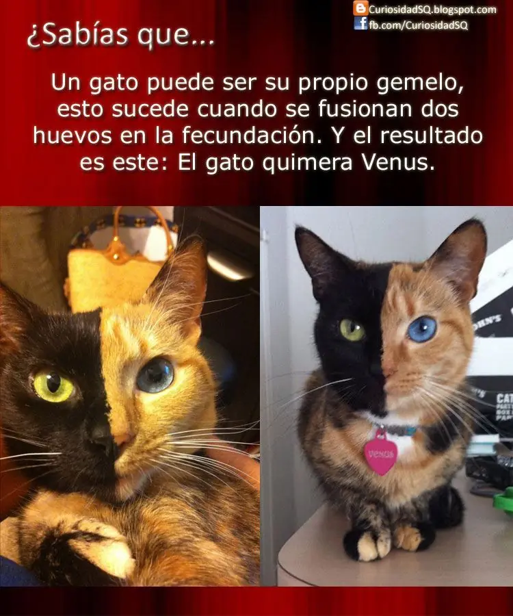 muchas