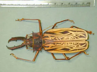 Insectos gigantes Insectos gigantes