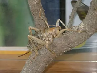 insectos insectos