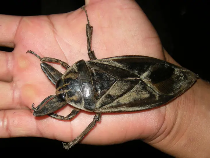 Insectos gigantes Insectos gigantes