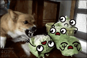 pack de gif