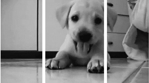 Gif animados