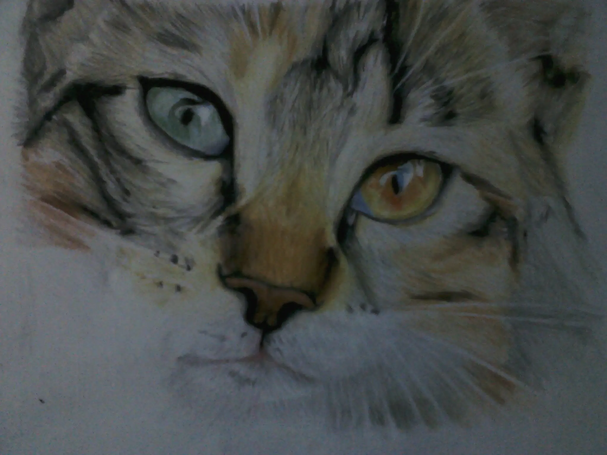 Primer dibujo a lapices de color (Gato)
