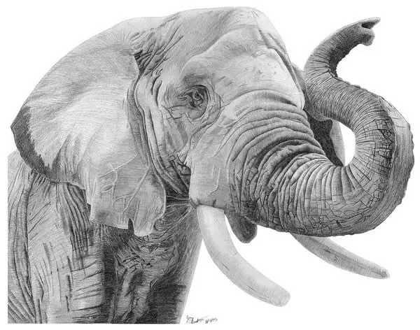 Animales