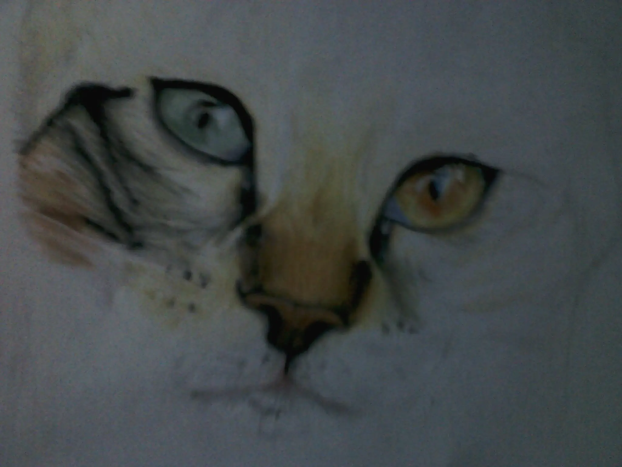gatos
