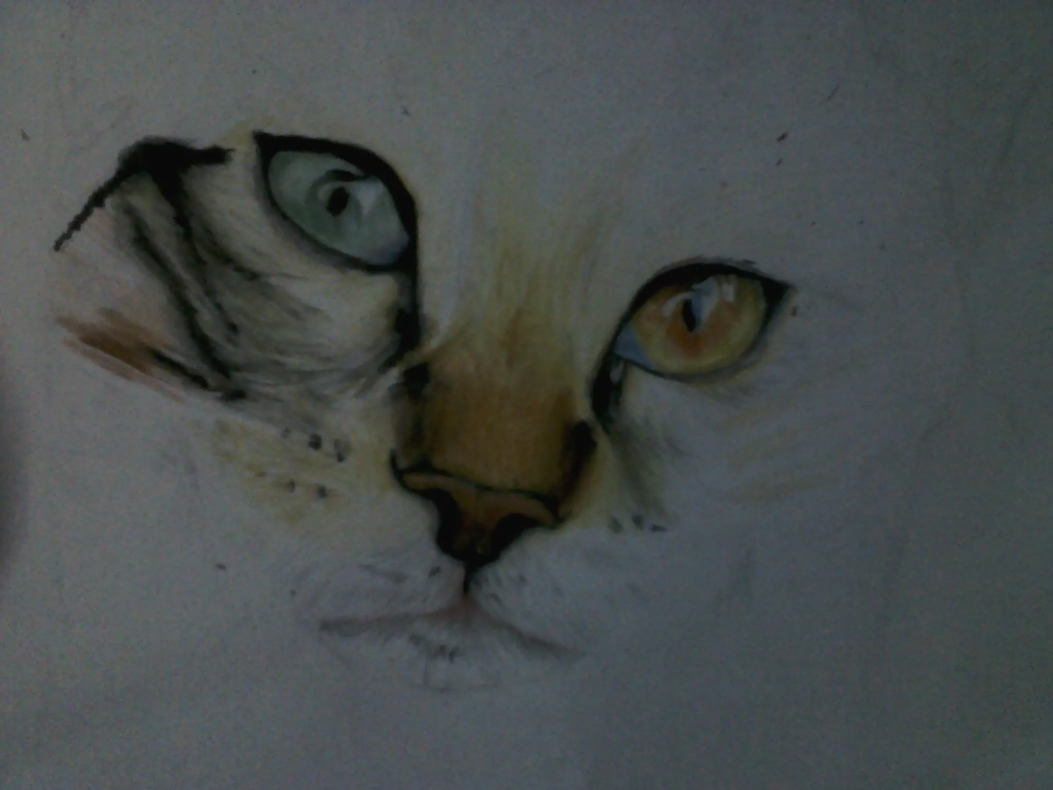 gato