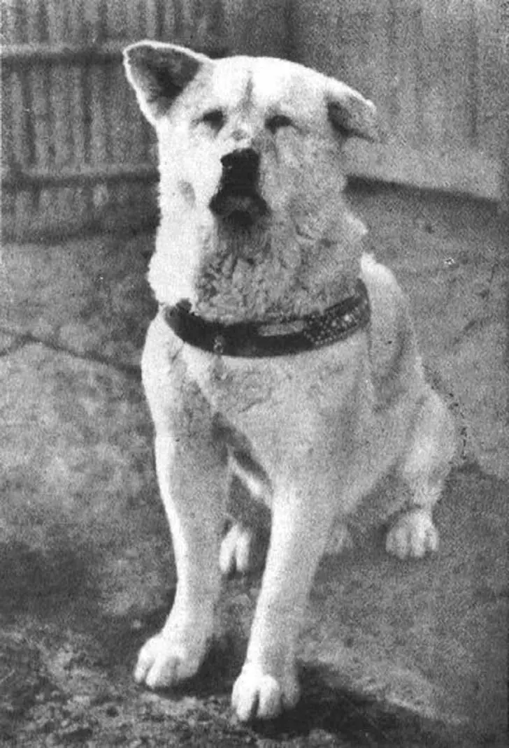 perro perro