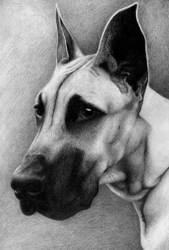 Animales
