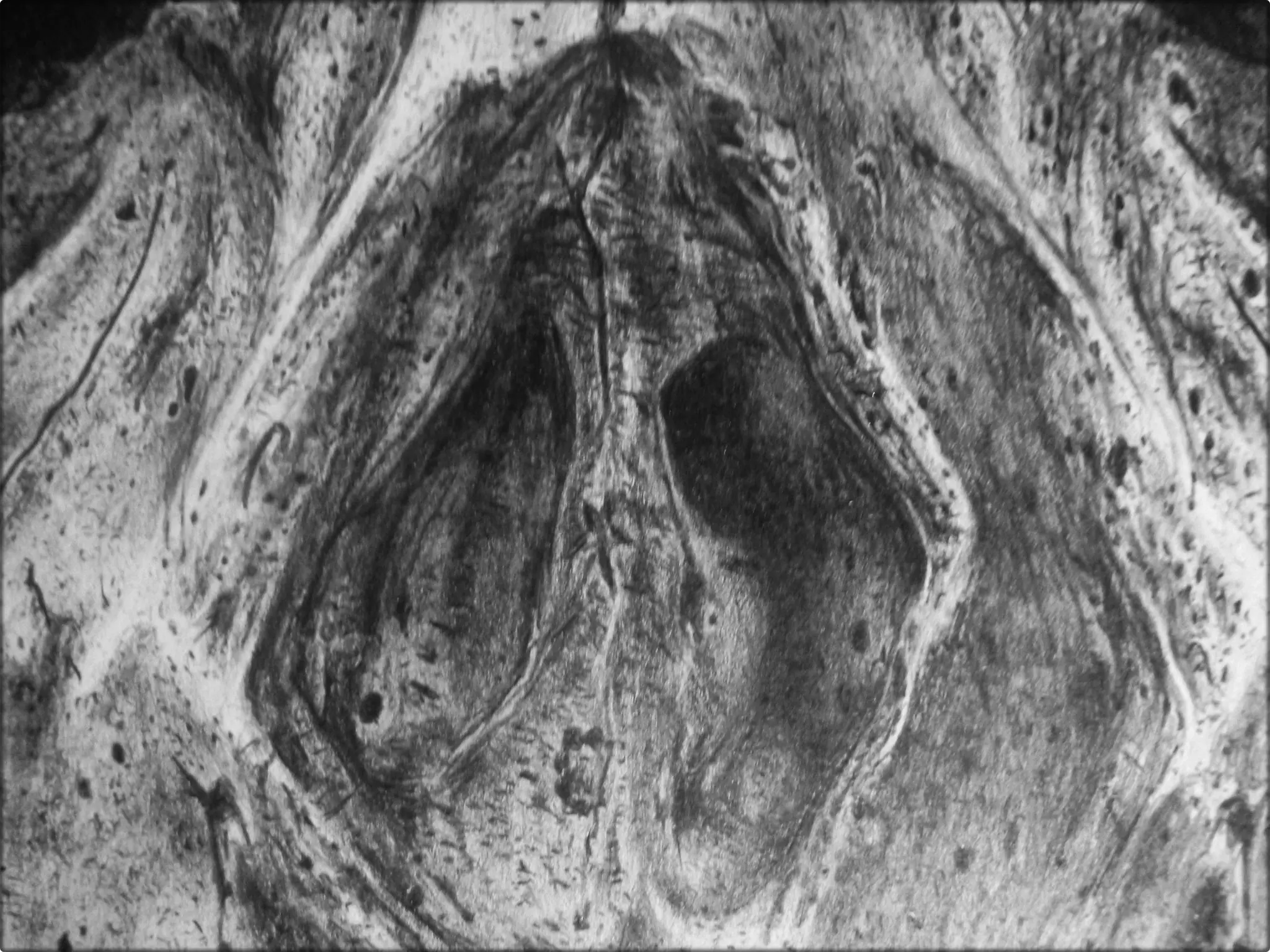 los ultimos hojos que veras