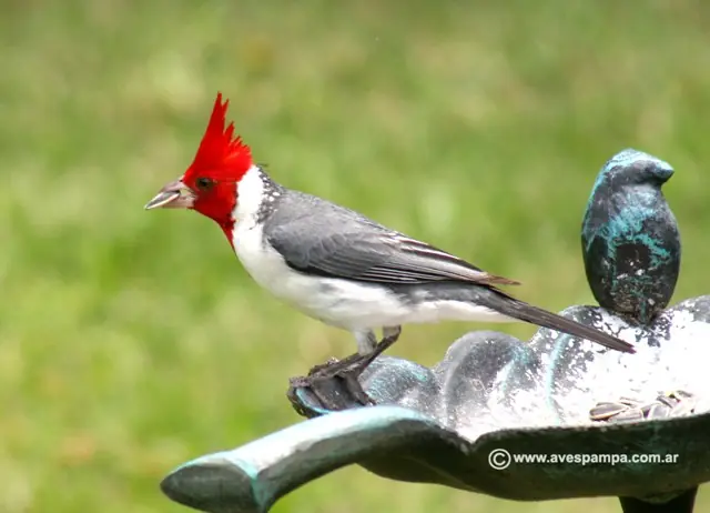 Cardenal (Ave)