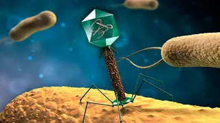 ¿Cómo reconoce una célula bacteriana su propio ADN?