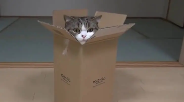 cajas cajas