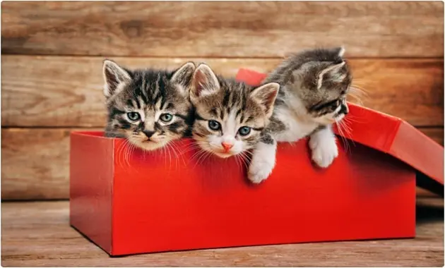 gatos gatos