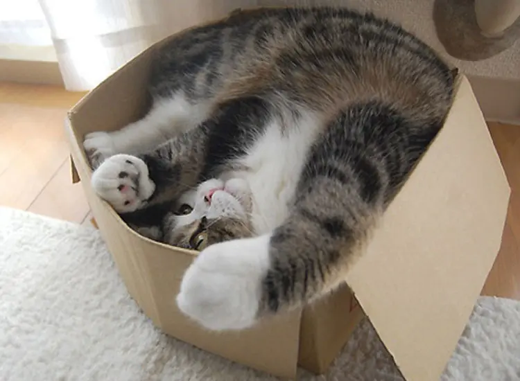 ¿Por qué los gatos aman las cajas? ¿Por qué los gatos aman las cajas?