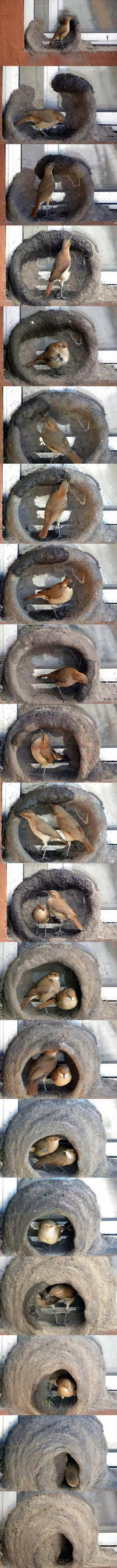 pajaro