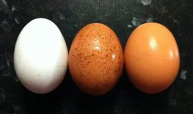 huevos