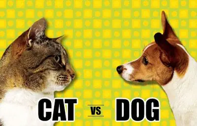 La personalidad de los dueños de gatos versus los dueños d