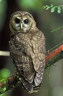aves
