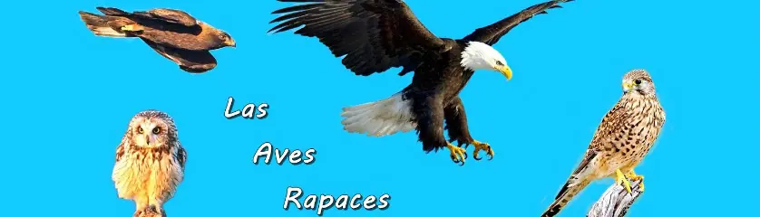 imagenes