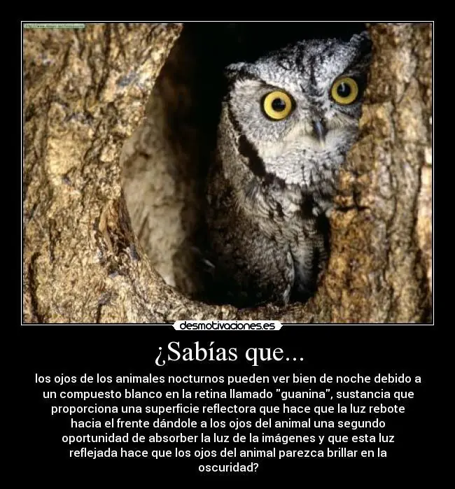 buhos