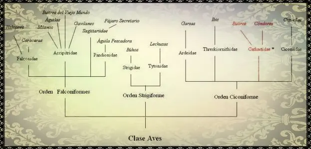 aves