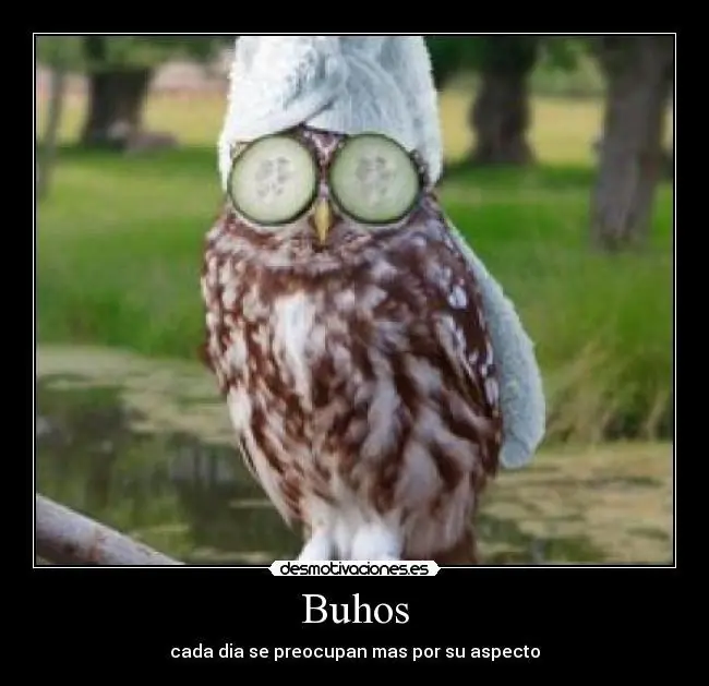 Hablemos de: Los búhos.