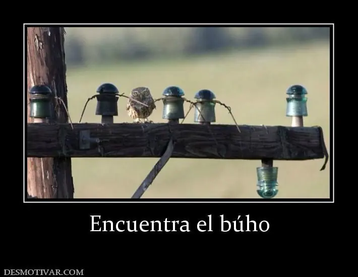 Hablemos de: Los búhos.