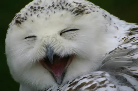 aves