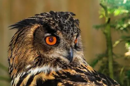 Animales