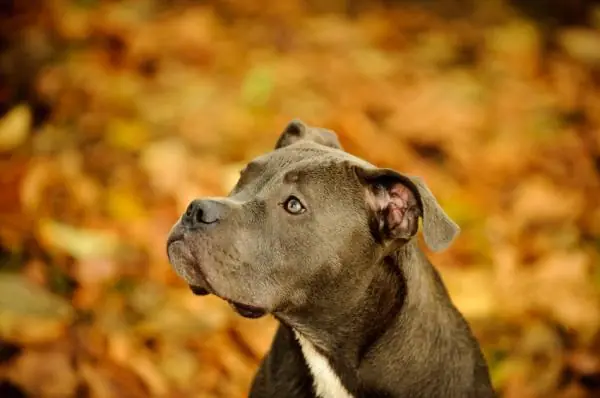 pitbull