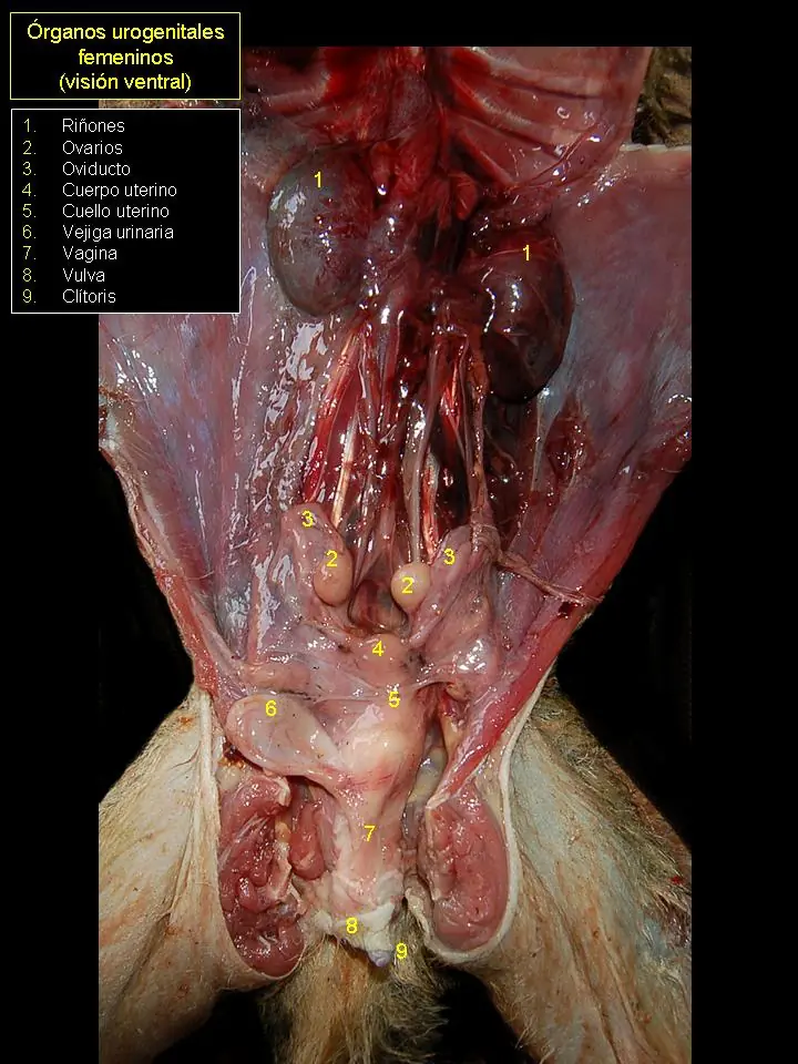 GENOMA HUMANO