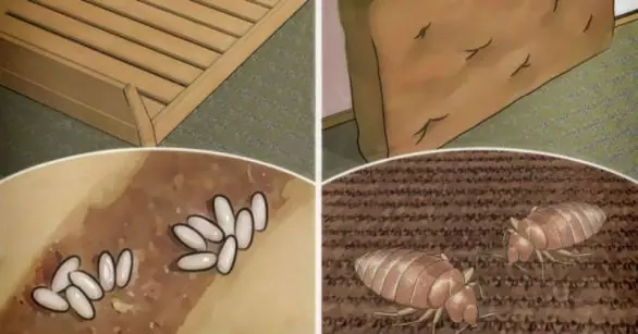 tu cama esta llena de bichos!!