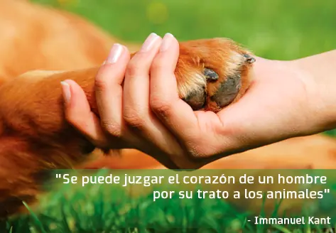 Los Animales también tienen derechos como Tu y yo