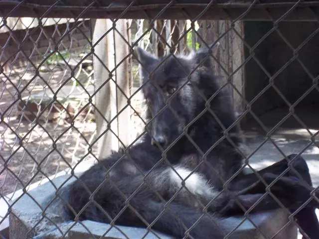 zoologicos